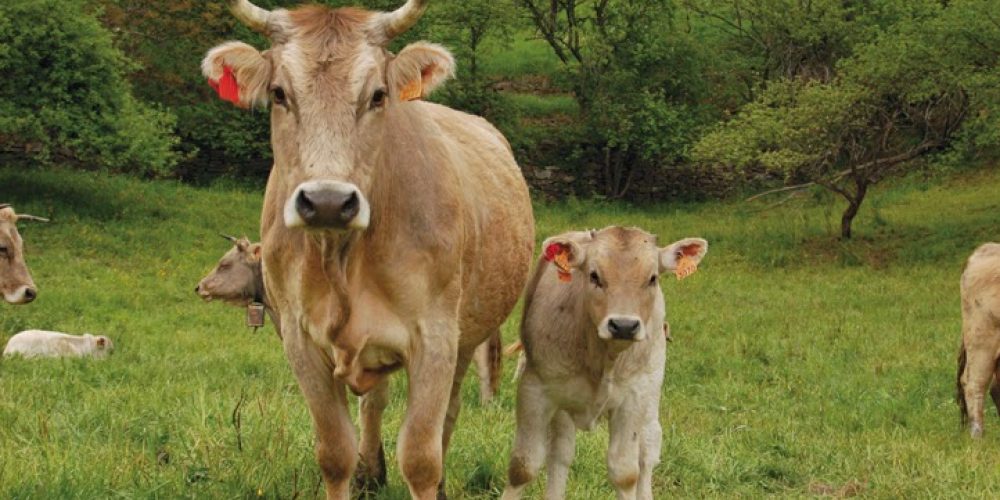 Revisarán genética de vaca tras parir cuatro terneros