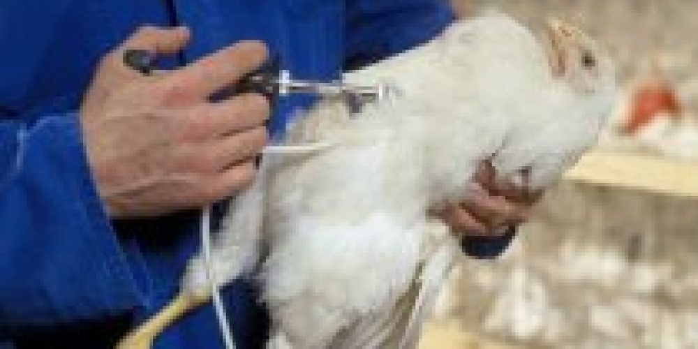 Plan de vacunación para gallinas ponedoras